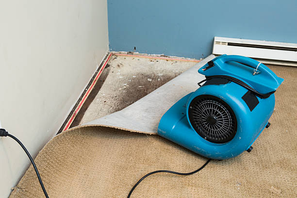 Best Mold removal after water damage  in Horton, KS